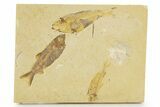 Plate With Three Fossil Fish (Knightia) - Wyoming #379356-1